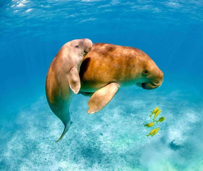 Coron: Dugong Watching with Sea Turtle and Coral Garden tour - The dugong swim: short, guided, and designed for respectful wildlife viewing