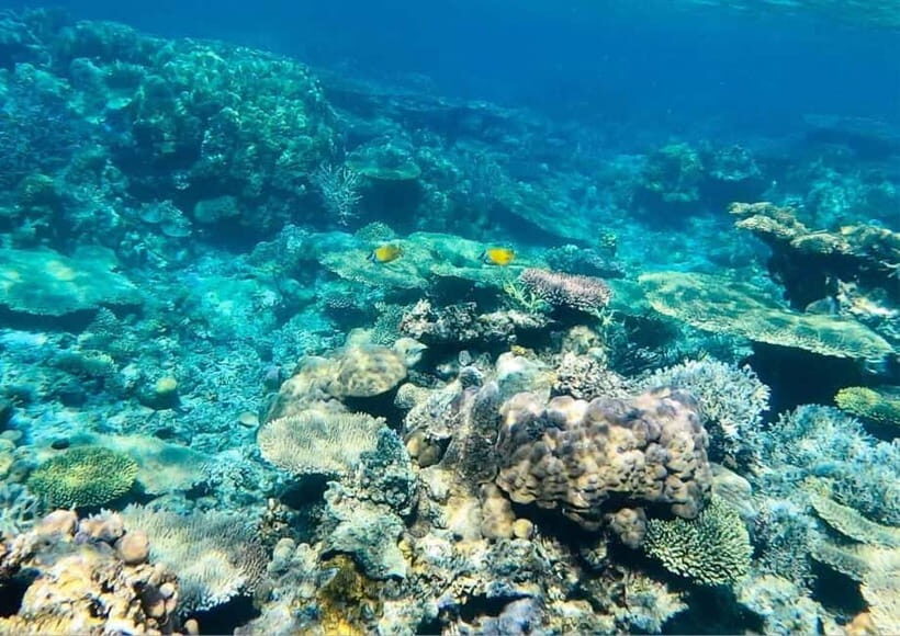 Coron: Island Tour B - Barracuda Lake: a freshwater-saltwater mix you can actually feel