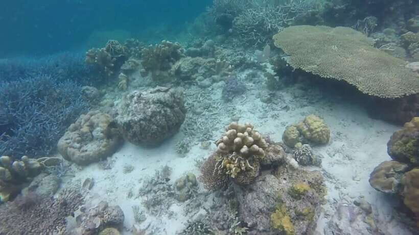 Coron: Off-Bay Islands, Lagoons and Lakes Hopping Tour - CYC Beach snorkeling: white sand, clear water, and real sea life