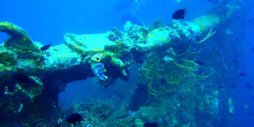 Coron Private Tour D: Reef and Wrecks - Lusong Coral Garden: Why It Works as a Pairing