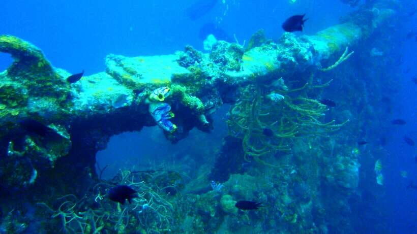 Coron Private Tour D: Reef and Wrecks - East Tangat Wreck: WWII Details You Can See Up Close
