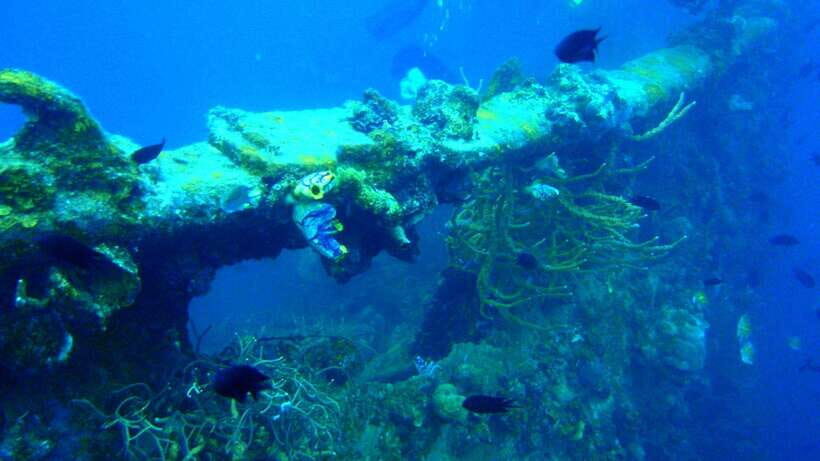 Coron Reef and Wrecks Tour (Private Tour) - Pass Island: white sand, bungalows, and an actual reset