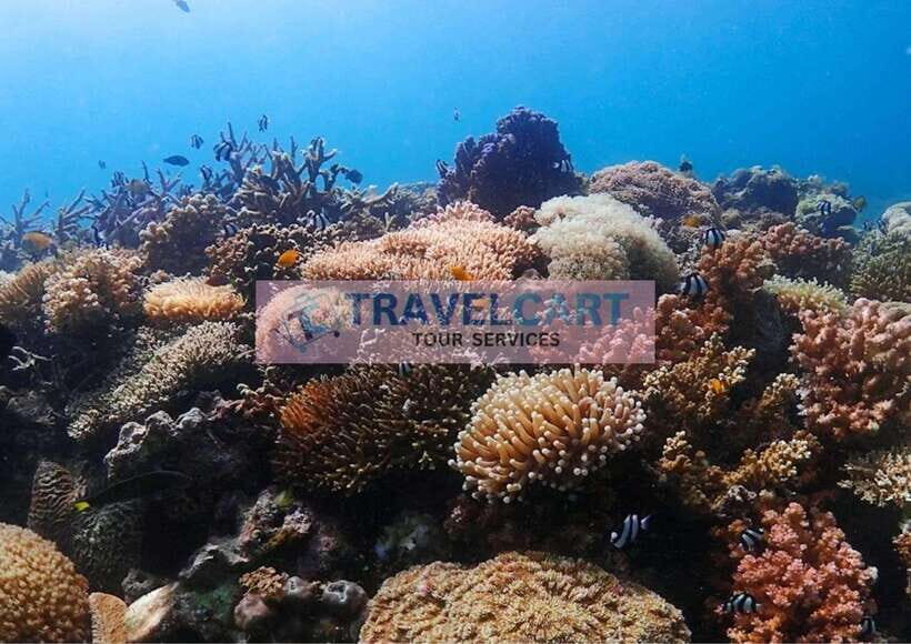 Coron Reef & Wrecks Tour - Lusong Gunboat: Snorkeling Among WWII Relics