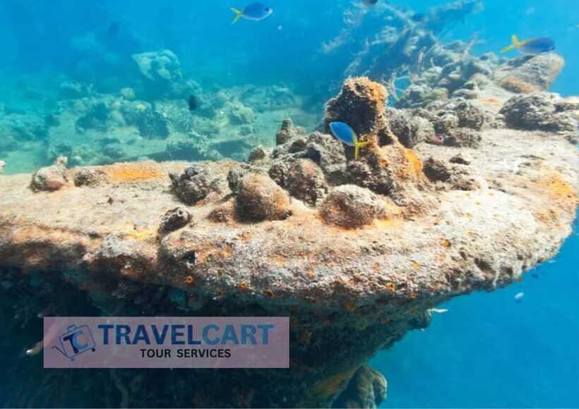 Coron Reef & Wrecks Tour - Lusong Coral Garden: Marine Life Viewing at the Best-Balanced Stop