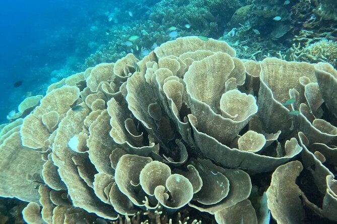 Coron Shipwrecks and Lusong Coral Garden tour (Private / Shared) - Entering Coron’s WWII wrecks at snorkel depth