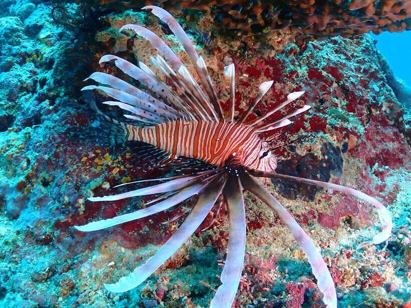 Discover Scuba Diving in Boracay - Key highlights you’ll care about
