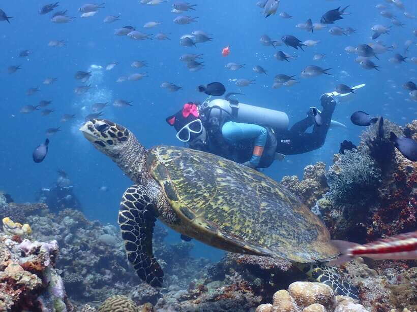 Discover Scuba Diving in Boracay - The marine life moment: what you’ll likely see (and how to set expectations)