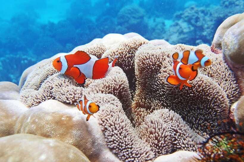 Discover Scuba Diving in Boracay - Equipment and comfort details that matter more than you think