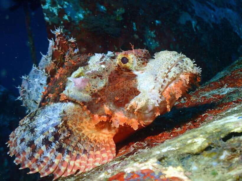 Discover Scuba Diving in Boracay - Price and value: is $49 fair for what you get?
