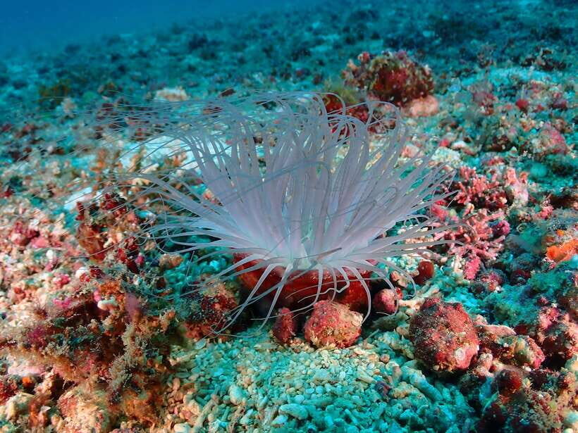 Discover Scuba Diving in Boracay - The 2-hour flow: briefing, skill practice, then a short ocean segment