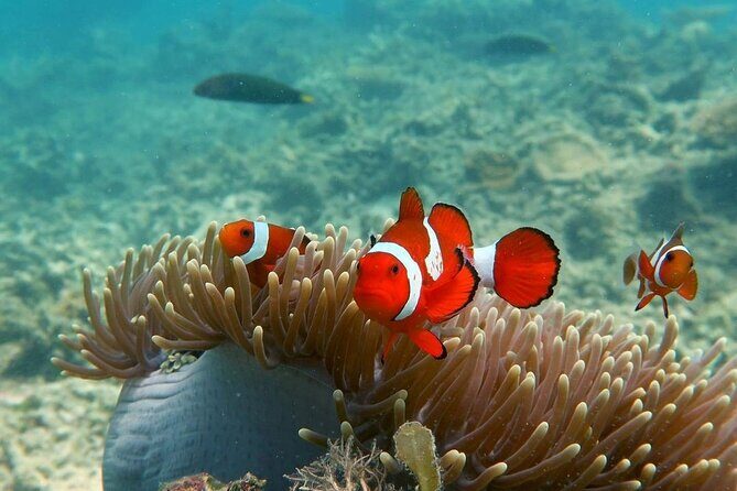 Discover Scuba diving in El Nido - Open-water sessions: 2 (or 3) chances to see coral and marine life