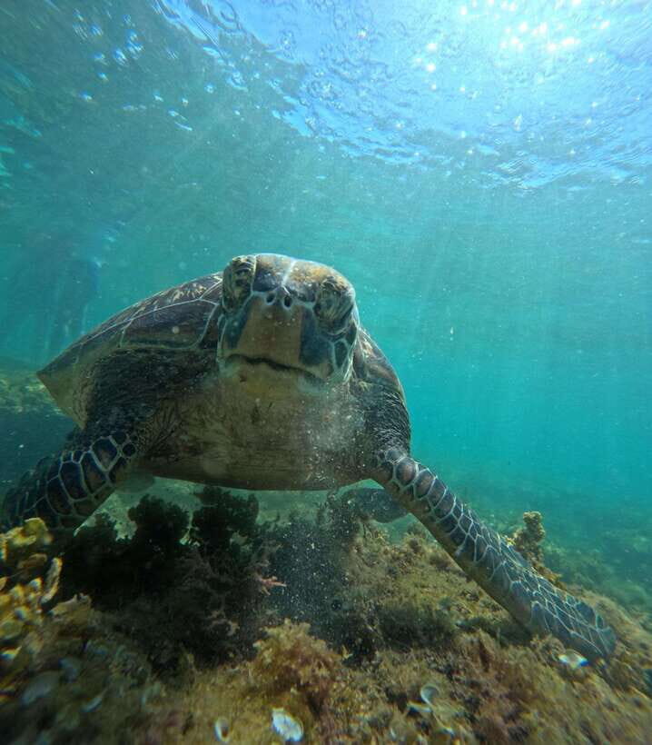 Dumaguete Apo Island Snorkel with turtle Tour - Apo Island and the sea turtle factor