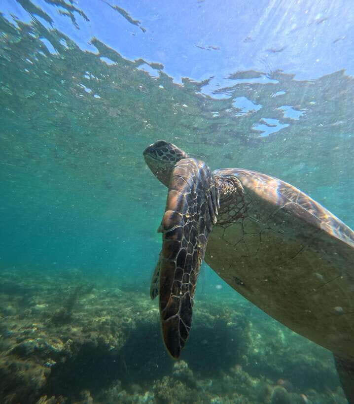 Dumaguete Apo Island Snorkel with turtle Tour - Beaches, the afternoon slow-down, and the Underground River note