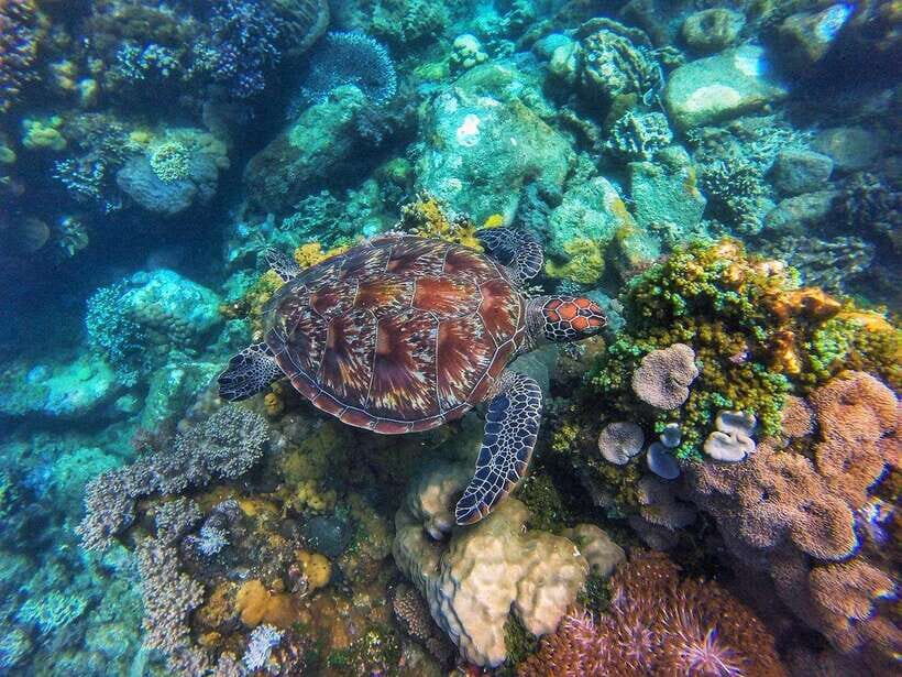 Dumaguete Apo Island with Turtle Snorkeling - What you’ll love most on this Apo Island day