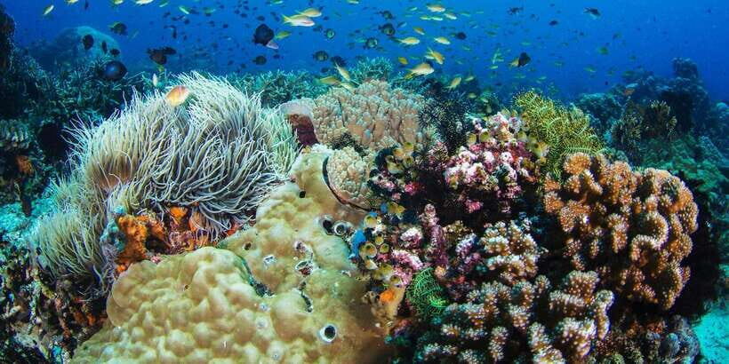 Dumaguete Apo Island with Turtle Snorkeling - Dumaguete or Dauin to Apo: the 8-hour rhythm that keeps it from dragging