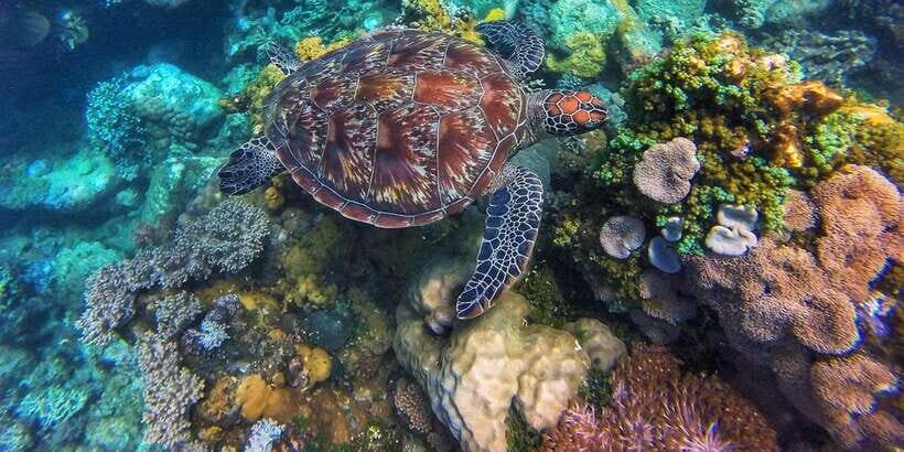 Dumaguete Apo Island with Turtle Snorkeling - Price and value: what $131 really buys you (and what to budget)