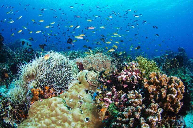 Dumaguete Apo Island with Turtle Snorkeling - Key things to know before you go
