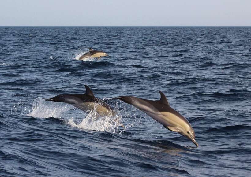 Dumaguete: Dolphin Watching & Manjuyod Sandbar Private Tour - Banca Boat Dolphin Watching in Bais Bay: Chances to See Them