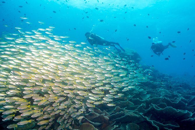 Easy Fun Scuba Dive in El Nido - Key Things to Know Before You Go