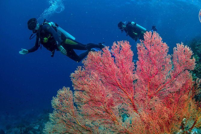 Easy Fun Scuba Dive in El Nido - Price and Value: What You’re Paying For (and What’s Not Included)