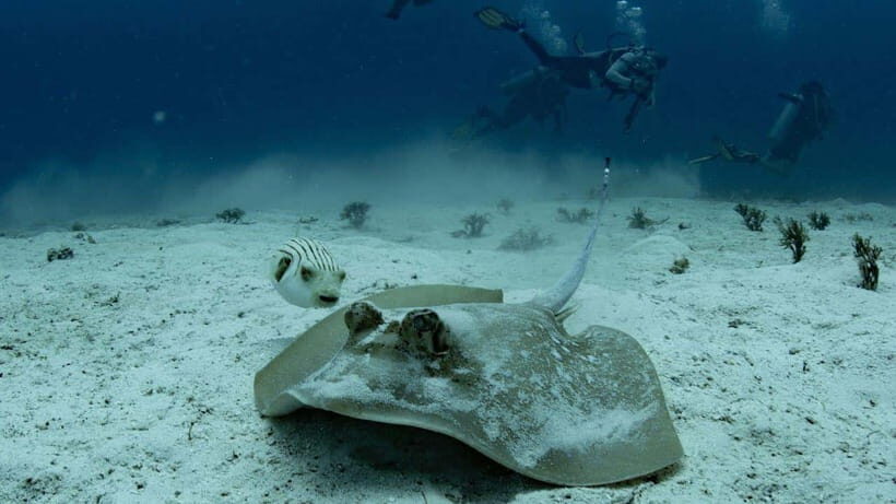 El Nido: Discover Scuba Diving with Manta Rays in Sibaltan - Key highlights you’ll care about
