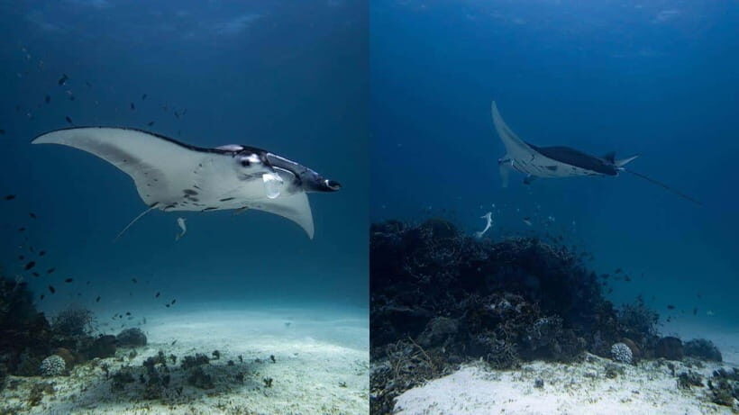 El Nido: Discover Scuba Diving with Manta Rays in Sibaltan - Sibaltan’s manta cleaning station: why the depth matters