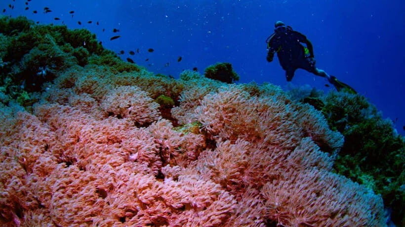 El Nido: Discover Scuba Diving with Manta Rays in Sibaltan - First-timer scuba support: what the instructors do with nerves