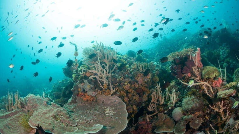El Nido: Discover Scuba Diving with Manta Rays in Sibaltan - Manta ray expectations: maximizing your odds without guarantees