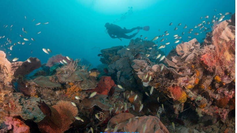 El Nido: Discover Scuba Diving with Manta Rays in Sibaltan - Price and what you actually get for $126
