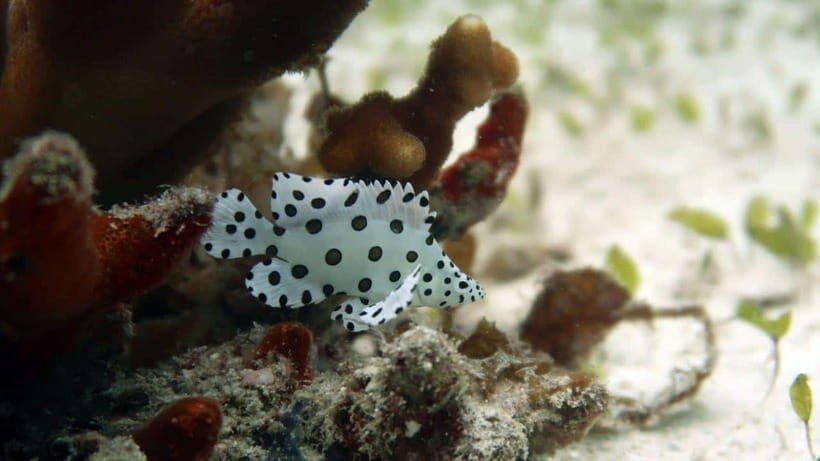 El Nido: Discover Scuba Diving with Manta Rays in Sibaltan - What to bring (and what not to do underwater)