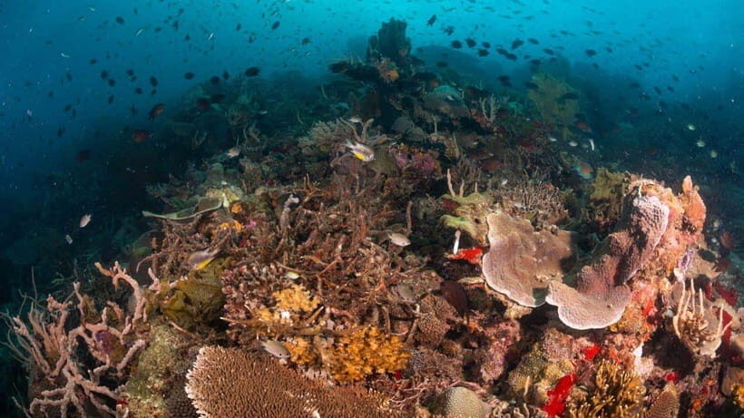El Nido: Discover Scuba Diving with Manta Rays in Sibaltan - Who this experience fits best