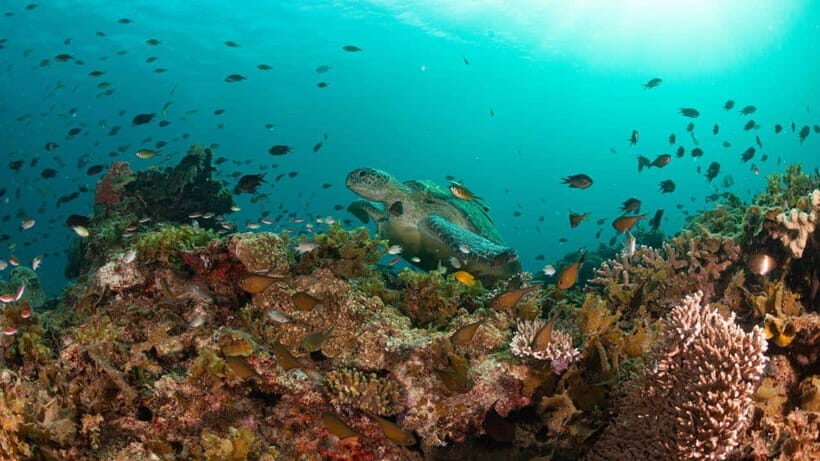 El Nido: Manta Ray Diving Experience in Sibaltan - Second Water Session: The Pristine Coral Reef Factor