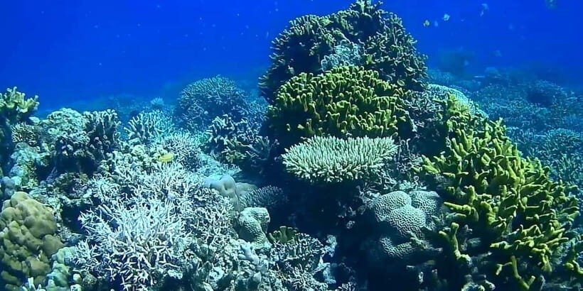 El Nido, Sibaltan: Private Snorkeling & Secret Islands Tour - Price and value: is $52 a fair deal?
