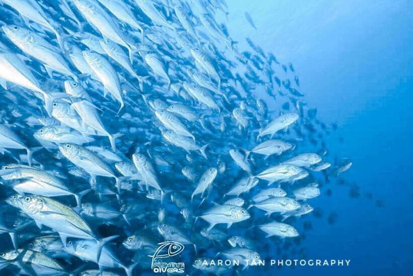 Fisheye Divers: Discover Scuba Diving - PADI 5 Star DSD: How the Lesson Starts