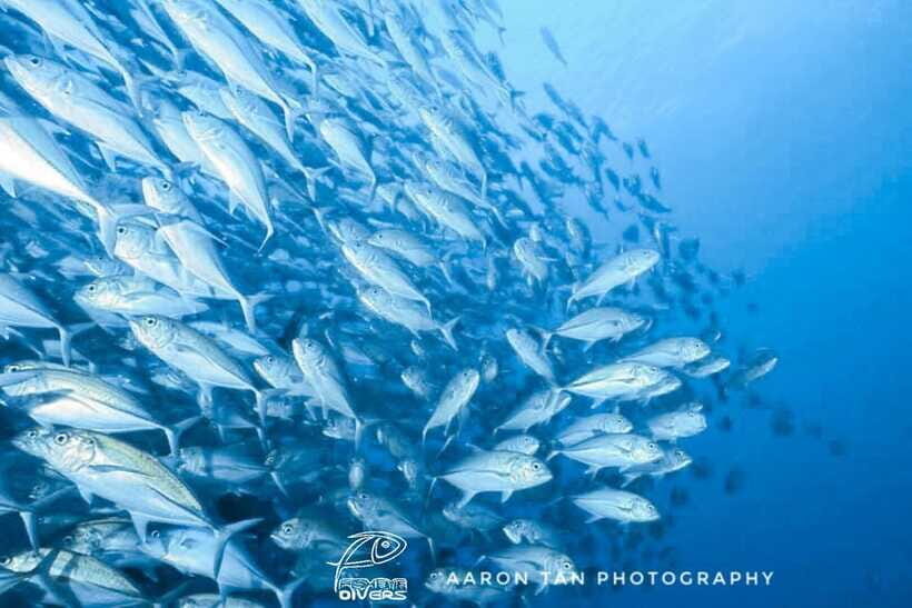 Fisheye Divers: Discover Scuba Diving - FAQ