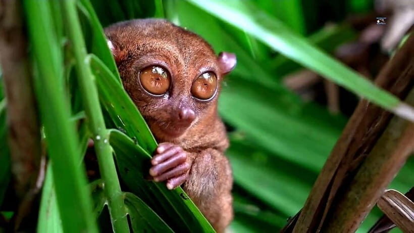From Cebu: Bohol Countryside & Buffet Lunch Exclusive Tour - Key highlights worth getting excited about