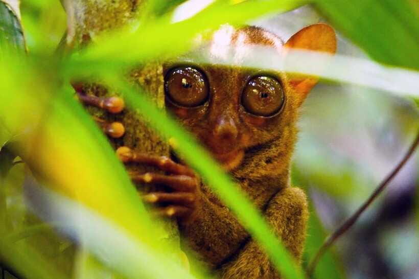 From Cebu: Bohol Countryside Private Tour with Buffet Lunch - Tarsier Sanctuary: small primates, respectful viewing, short guided time