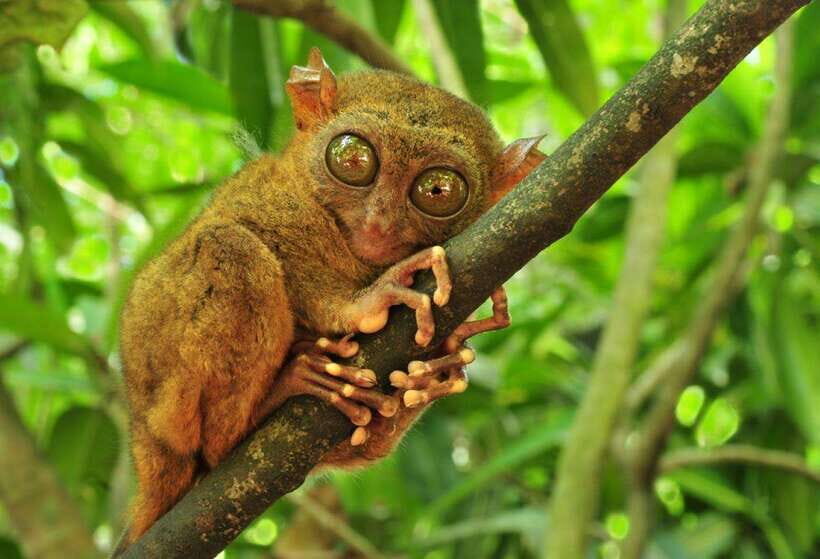 From Cebu City: Bohol Island Highlights in One Day - Tarsier sanctuary: tiny endangered primates, and how to watch them well