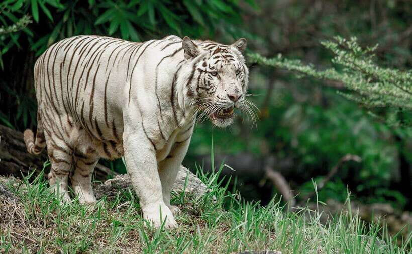 From Cebu City: Cebu Safari and Adventure Park Day Tour - Key things to know before you go