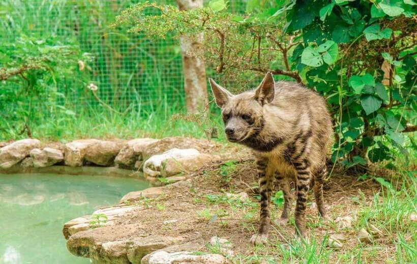 From Cebu City: Cebu Safari and Adventure Park Day Tour - Bird friends and bird show schedule: the part you might not expect to love