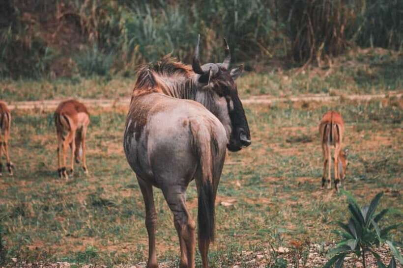 From Cebu City: Cebu Safari and Adventure Park Day Tour - Rules and practical tips that keep the day smooth