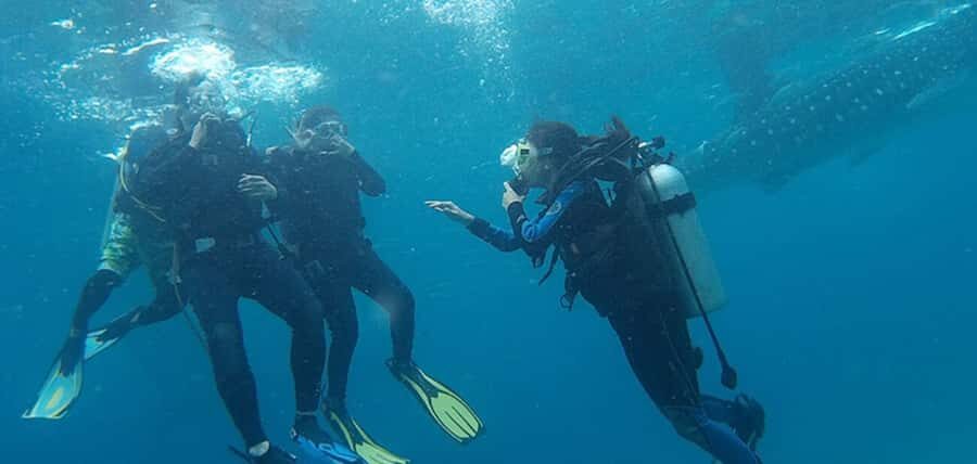 From Cebu City: Scuba Diving with Whale Sharks Trip in Oslob - From Cebu City to Oslob: the value of starting at 5:00 AM