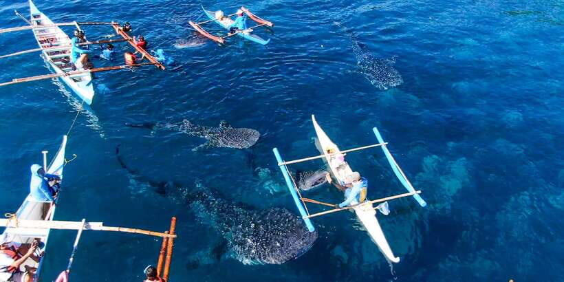 From Cebu City: Scuba Diving with Whale Sharks Trip in Oslob - Price and value: is $172 a good deal for Oslob scuba?