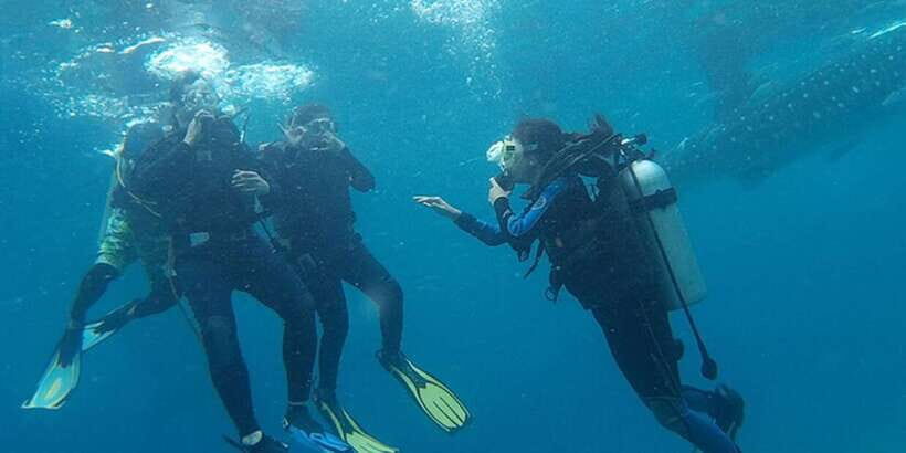 From Cebu City: Scuba Diving with Whale Sharks Trip in Oslob - Who this trip is for (and who should think twice)