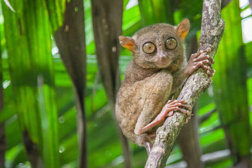 From Cebu: Day Trip to Bohol Highlights - Key Highlights Worth Prioritizing