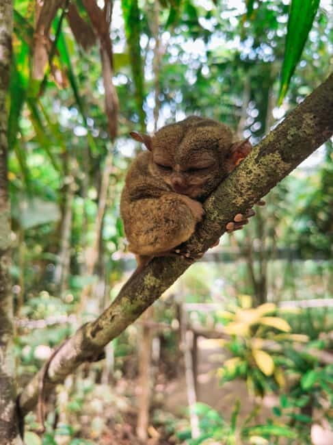 From Cebu:Chocolate Hills & Tarsier w Lunch at Loboc Joiners - Bilar Man-Made Forest: A Quiet Photo Pause That Works
