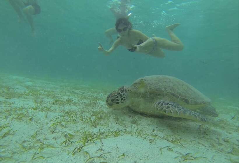From Puerto Princesa: Port Barton & Island Hopping Day Trip - Turtle Spot: The Sea Turtle Chance While You Snorkel