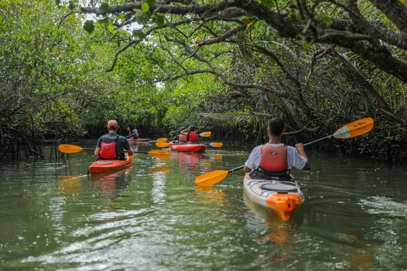 From Tagbilaran City/Panglao Island: Bohol Mangrove Kayaking - Key highlights worth planning around