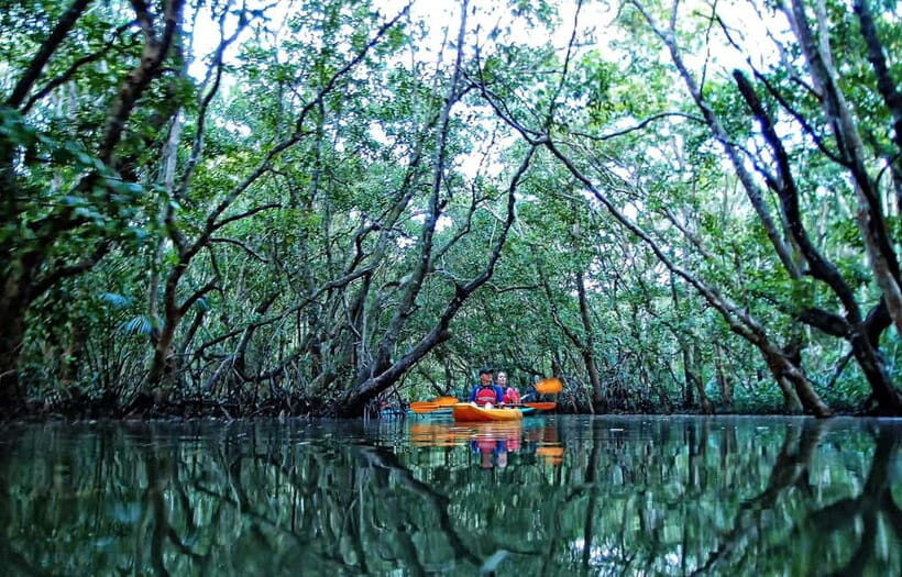 From Tagbilaran City/Panglao Island: Bohol Mangrove Kayaking - Why the Abatan mangrove tunnels feel like a real experience