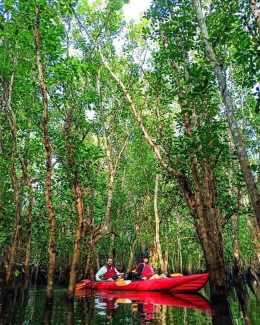 From Tagbilaran City/Panglao Island: Bohol Mangrove Kayaking - On the kayak: narrow tunnels, calm water, and real steering